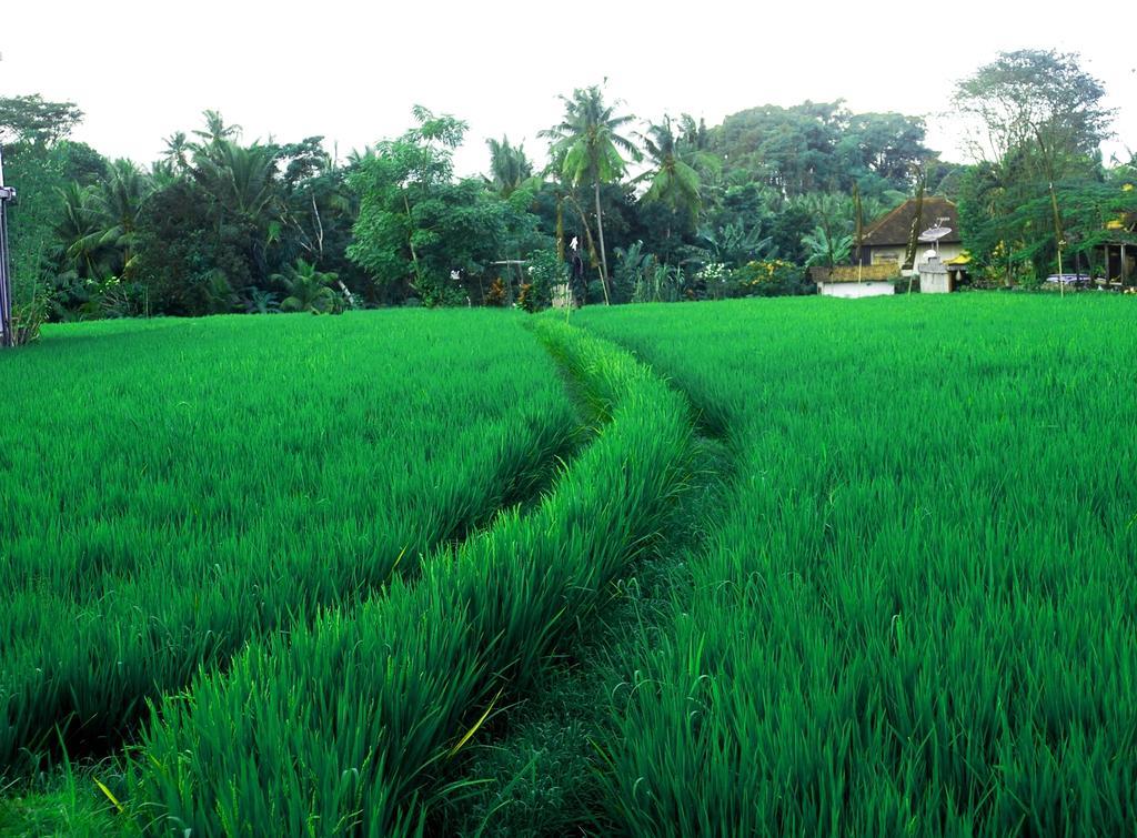 Adi Santia Bungalows Ubud  Luaran gambar